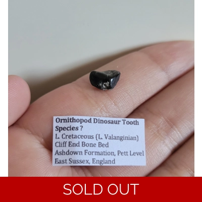 Very Rare British Ornithopod Dinosaur Tooth Fossil, Sussex England Very Rare British Ornithopod Dinosaur Tooth Fossil, Sussex England